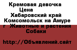 8 Кремовая девочка › Цена ­ 15 000 - Хабаровский край, Комсомольск-на-Амуре г. Животные и растения » Собаки   